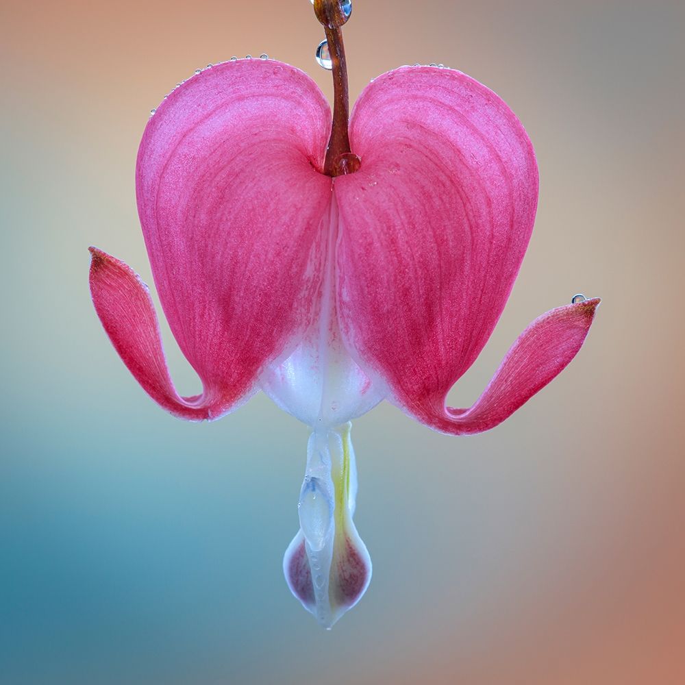 Washington State-Seabeck Bleeding heart blossom close-up